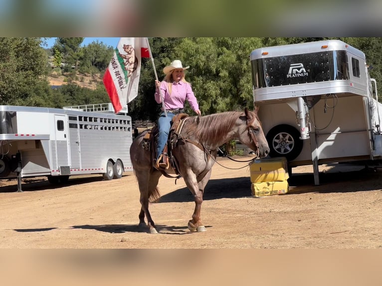 American Quarter Horse Gelding 10 years 15 hh Roan-Red in Murrietta, CA