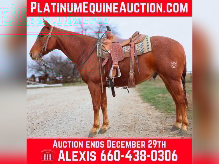 American Quarter Horse Gelding 10 years 15 hh Roan-Red in 6604380306