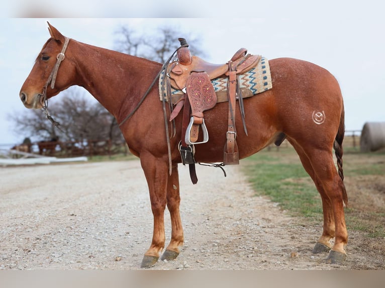 American Quarter Horse Gelding 10 years 15 hh Roan-Red in 6604380306