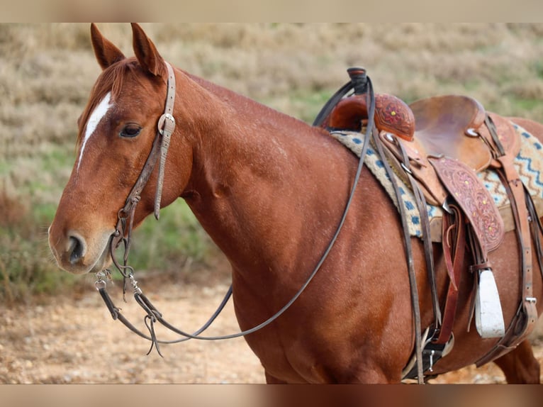 American Quarter Horse Gelding 10 years 15 hh Roan-Red in 6604380306