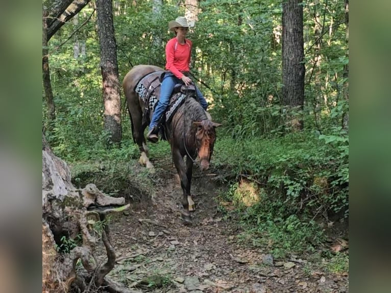 American Quarter Horse Gelding 10 years 15 hh Roan-Red in Robards KY