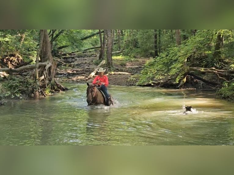 American Quarter Horse Gelding 10 years 15 hh Roan-Red in Robards KY