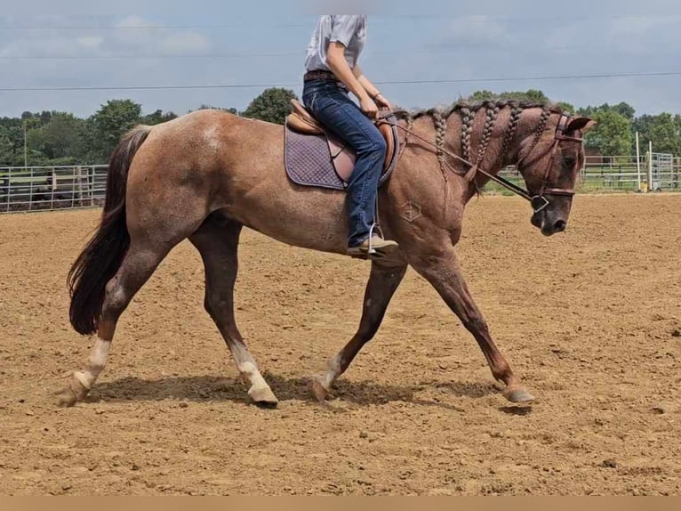 American Quarter Horse Gelding 10 years 15 hh Roan-Red in Robards KY