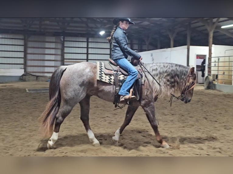 American Quarter Horse Gelding 10 years 15 hh Roan-Red in Robards KY