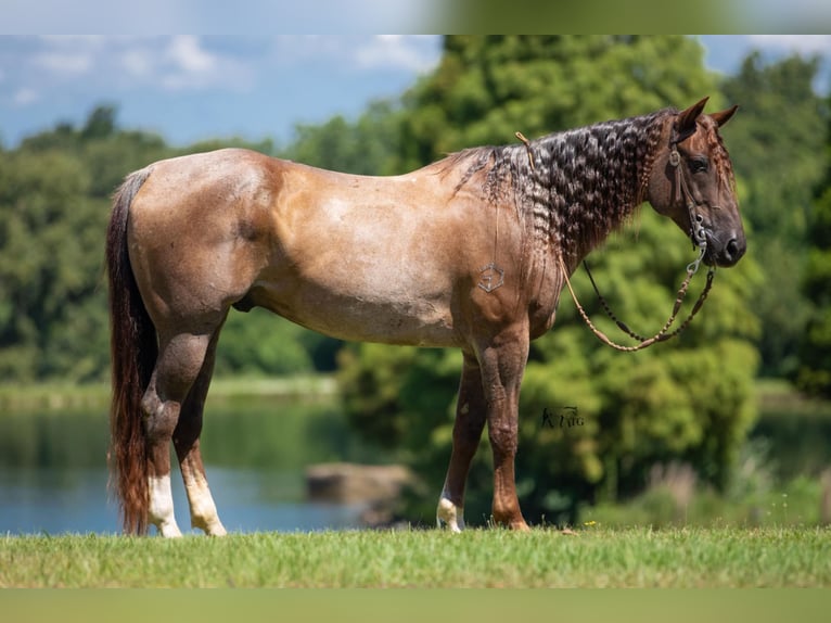 American Quarter Horse Gelding 10 years 15 hh Roan-Red in Robards KY