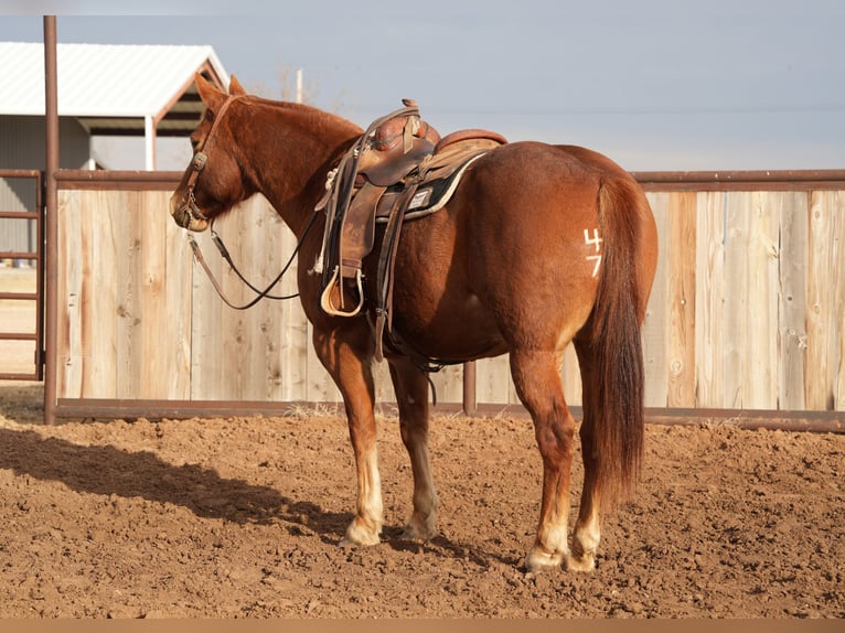 American Quarter Horse Gelding 10 years 15 hh Sorrel in Amarillo