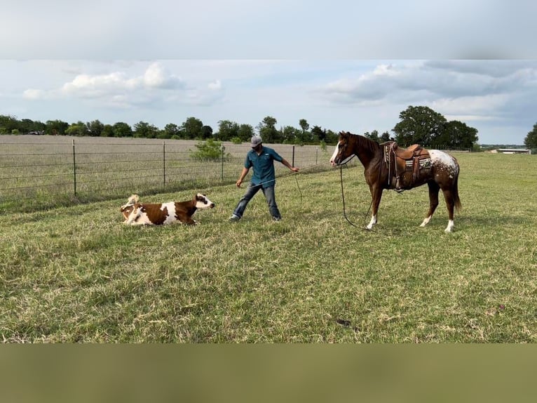 American Quarter Horse Gelding 10 years 15 hh Sorrel in Madisonville TX