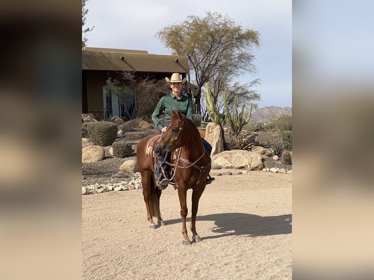 American Quarter Horse Gelding 10 years 15 hh Sorrel in Kingston