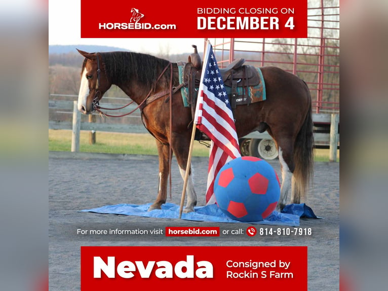 American Quarter Horse Gelding 10 years 15 hh Sorrel in Rebersburg, PA