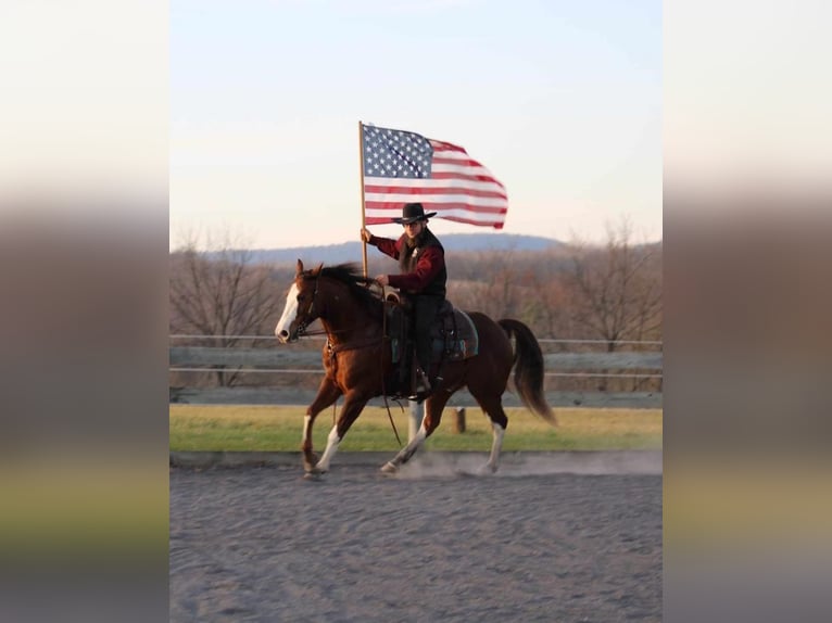 American Quarter Horse Gelding 10 years 15 hh Sorrel in Rebersburg, PA