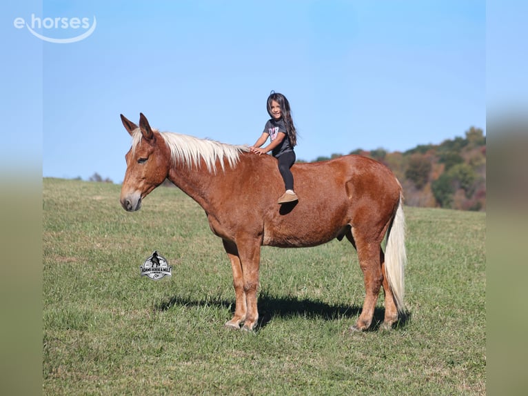 American Quarter Horse Gelding 10 years 15 hh Sorrel in Mount Vernon