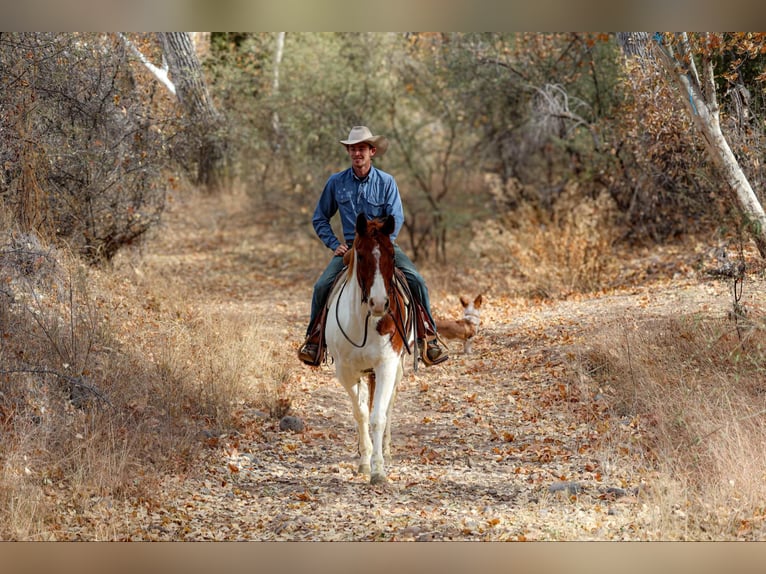 American Quarter Horse Gelding 10 years 15 hh Tobiano-all-colors in Camp Verde AZ