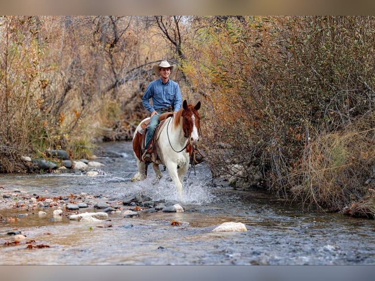 American Quarter Horse Gelding 10 years 15 hh Tobiano-all-colors in Camp Verde AZ