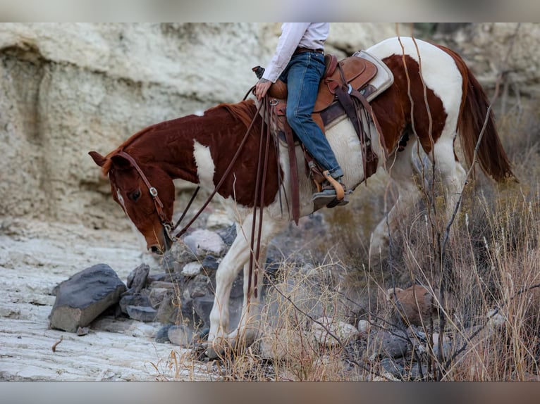 American Quarter Horse Gelding 10 years 15 hh Tobiano-all-colors in Camp Verde AZ