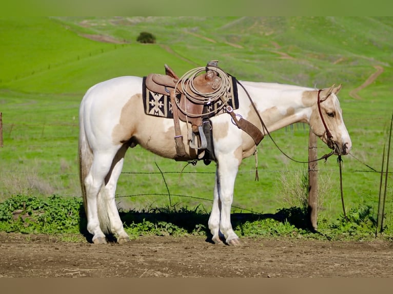 American Quarter Horse Gelding 10 years 15 hh Tobiano-all-colors in Paicines CA