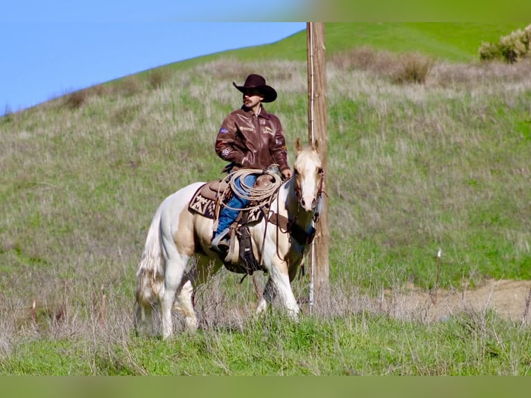 American Quarter Horse Gelding 10 years 15 hh Tobiano-all-colors in Paicines CA