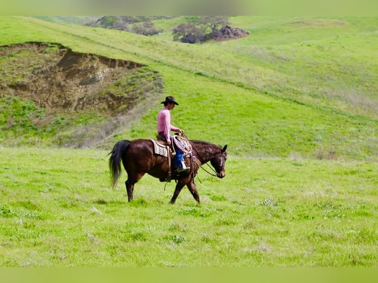 American Quarter Horse Gelding 10 years 15,1 hh Bay in Tres Pinos