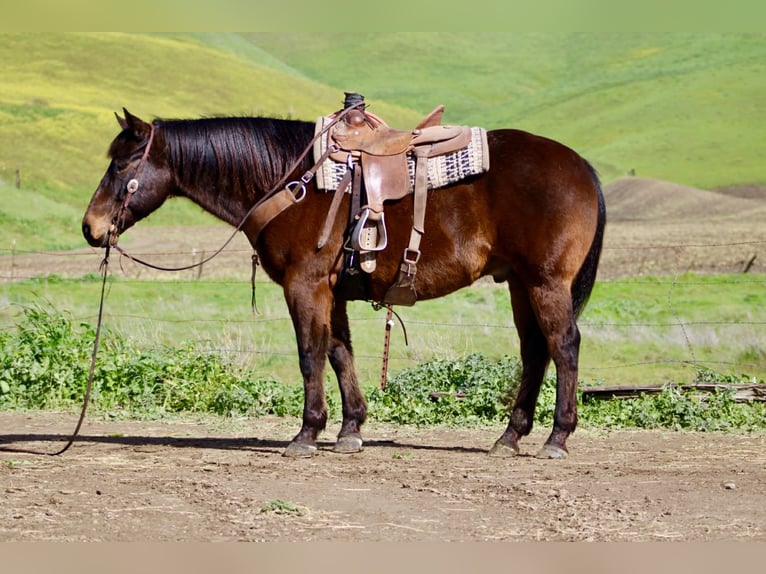 American Quarter Horse Gelding 10 years 15,1 hh Bay in Tres Pinos