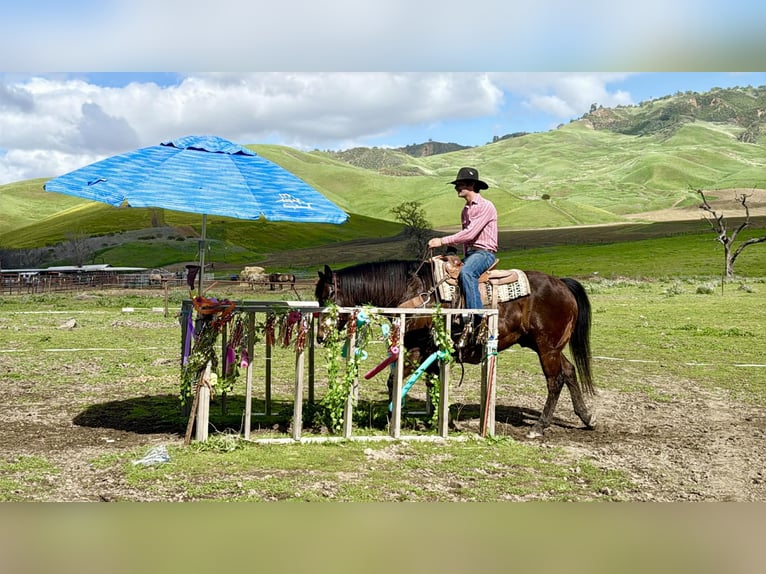 American Quarter Horse Gelding 10 years 15,1 hh Bay in Tres Pinos