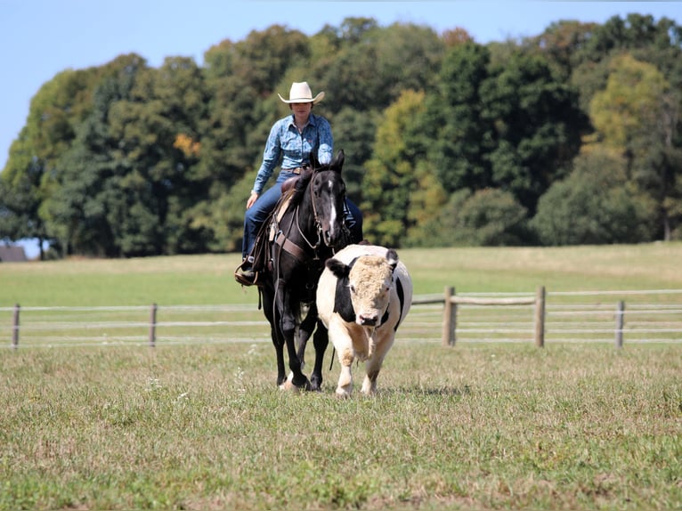 American Quarter Horse Gelding 10 years 15,1 hh Black in Clarion