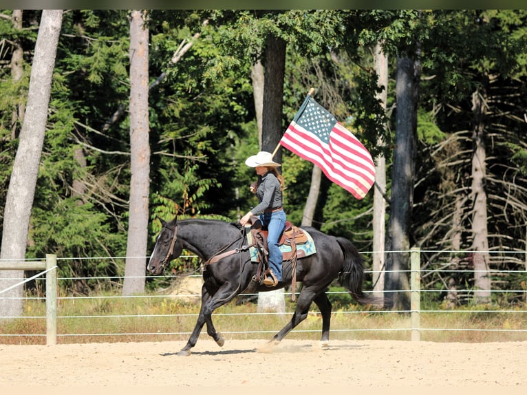 American Quarter Horse Gelding 10 years 15,1 hh Black in Clarion