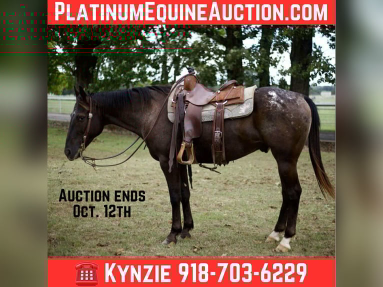 American Quarter Horse Gelding 10 years 15,1 hh Black in Sallisaw OK