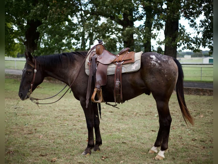 American Quarter Horse Gelding 10 years 15,1 hh Black in Sallisaw OK