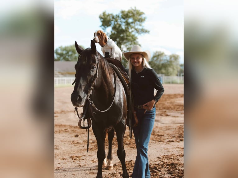 American Quarter Horse Gelding 10 years 15,1 hh Black in Sallisaw OK