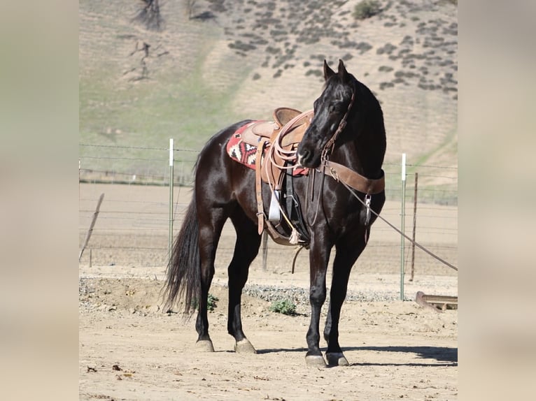 American Quarter Horse Gelding 10 years 15,1 hh Black in Tres Pinos