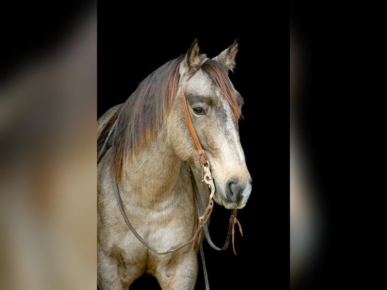 American Quarter Horse Gelding 10 years 15,1 hh Buckskin in Palmer