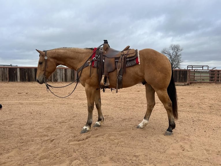 American Quarter Horse Gelding 10 years 15,1 hh Buckskin in Weatherford, TX