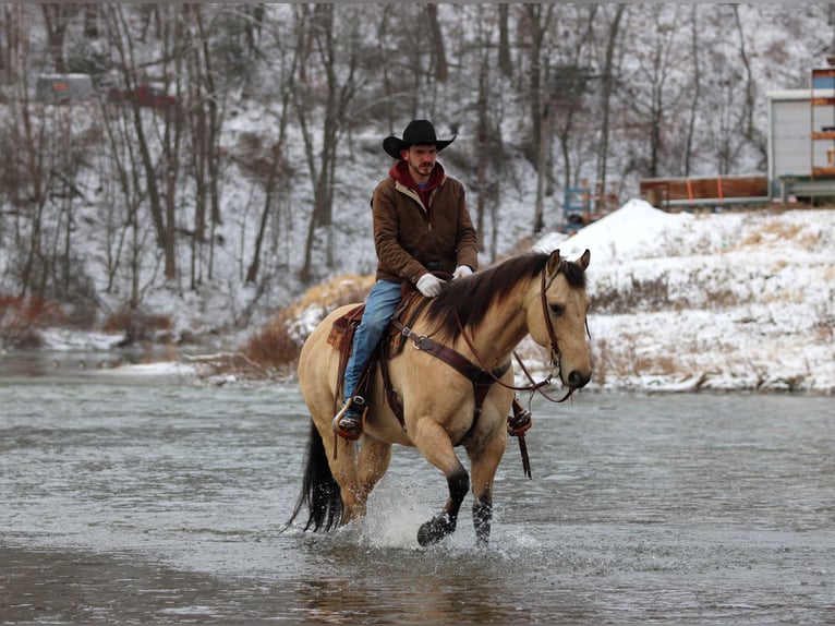 American Quarter Horse Gelding 10 years 15,1 hh Buckskin in Clarion