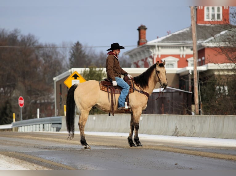 American Quarter Horse Gelding 10 years 15,1 hh Buckskin in Clarion