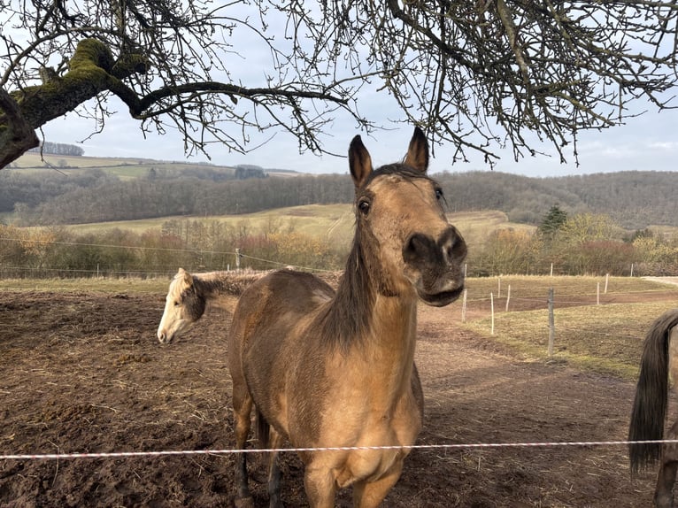 American Quarter Horse Gelding 10 years 15,1 hh Buckskin in H&#xF6;ringen