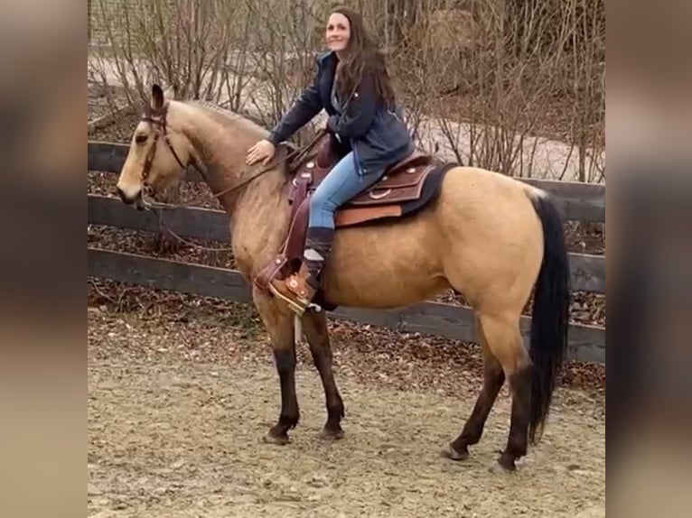 American Quarter Horse Gelding 10 years 15,1 hh Buckskin in H&#xF6;ringen