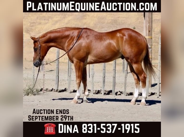 American Quarter Horse Gelding 10 years 15,1 hh Chestnut in Paicines CA