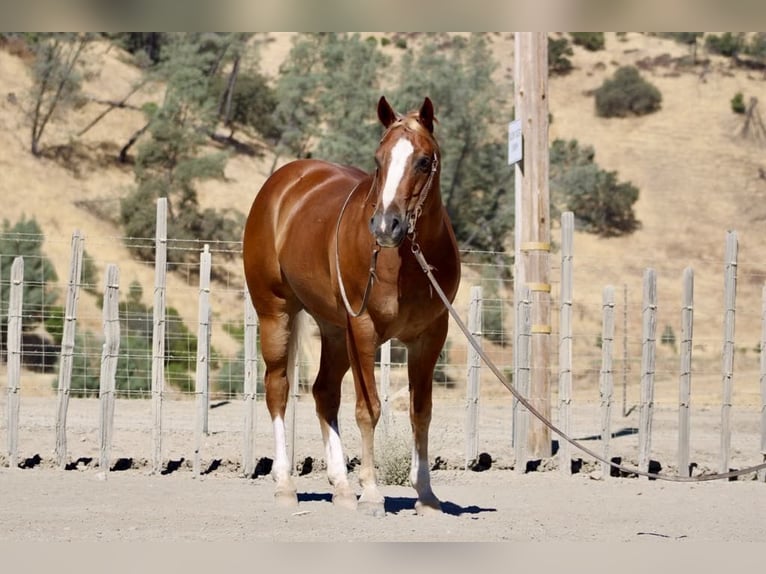 American Quarter Horse Gelding 10 years 15,1 hh Chestnut in Paicines CA