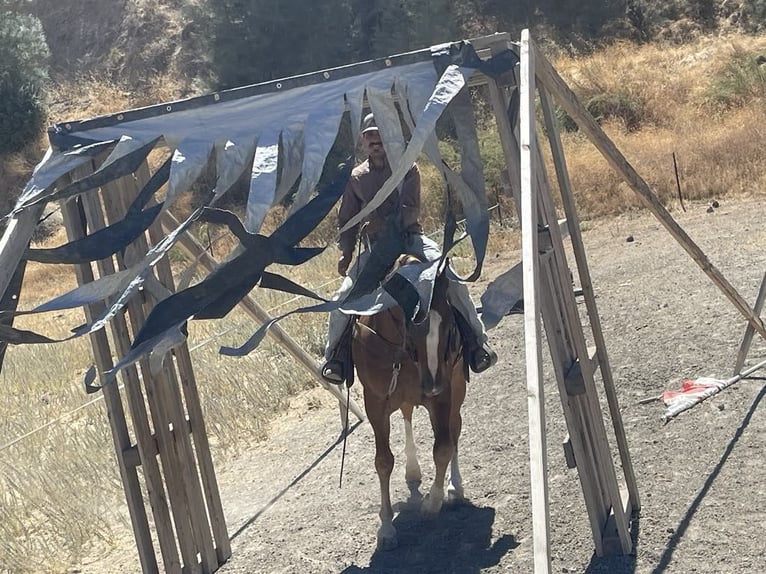 American Quarter Horse Gelding 10 years 15,1 hh Chestnut in Paicines CA