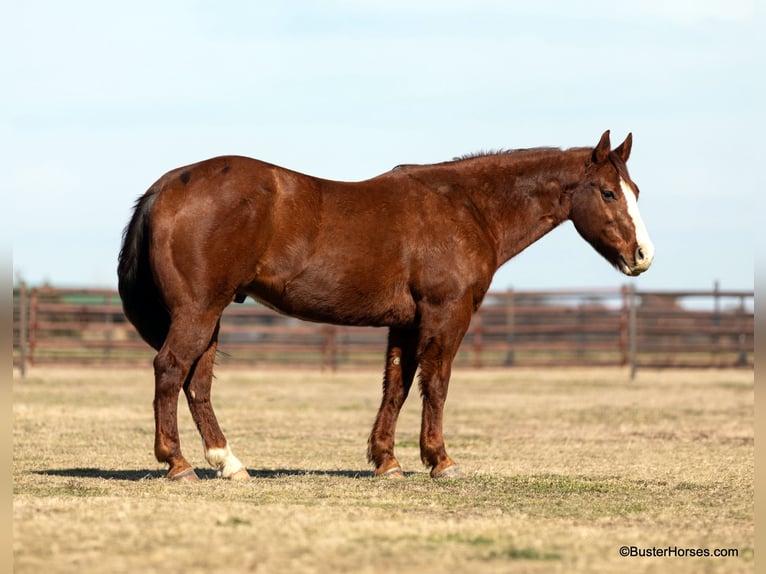 American Quarter Horse Gelding 10 years 15,1 hh Chestnut in Weatherford TX