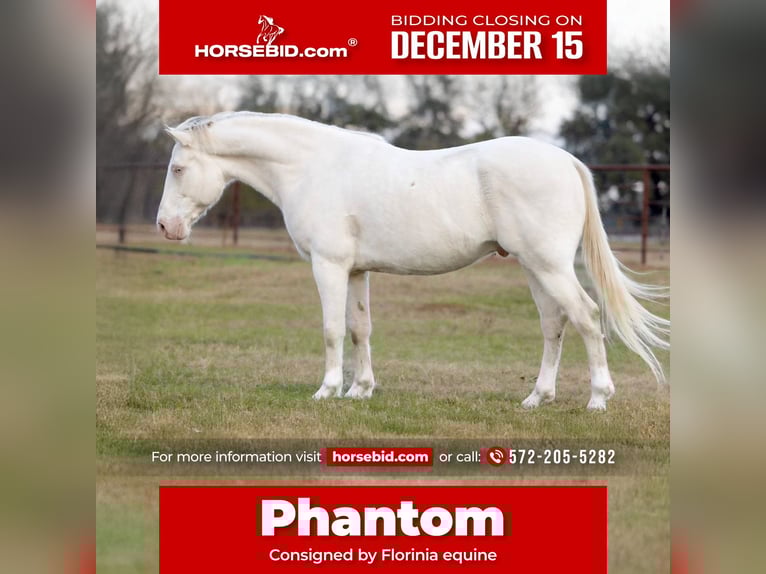 American Quarter Horse Gelding 10 years 15,1 hh Cremello in Guthrie