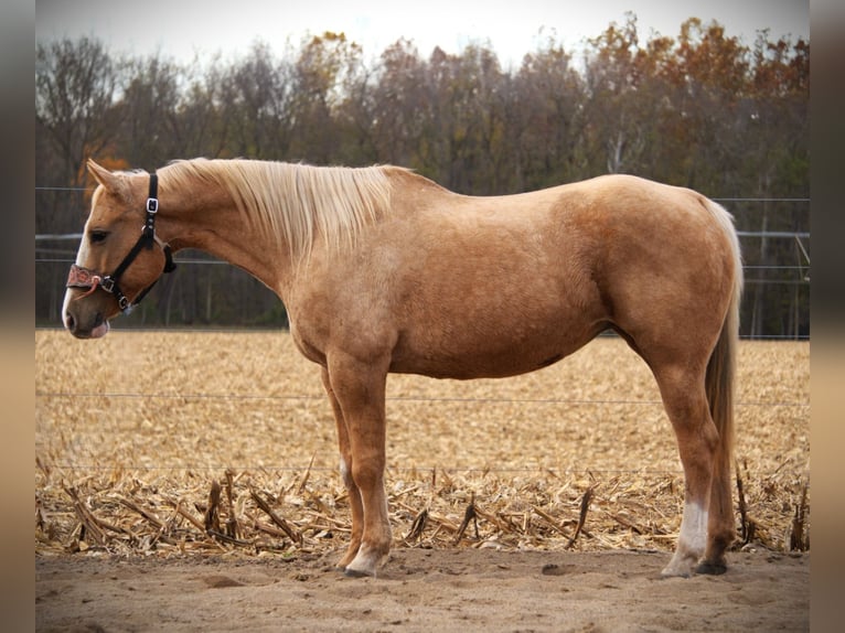 American Quarter Horse Gelding 10 years 15,1 hh Palomino in Saint Joe