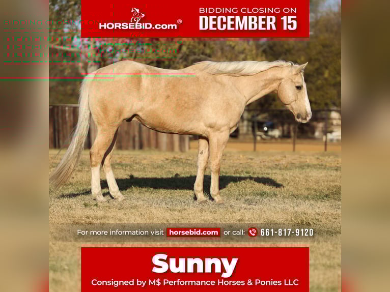 American Quarter Horse Gelding 10 years 15,1 hh Palomino in Stephenville