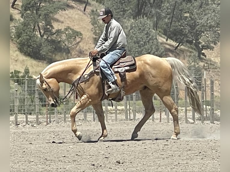 American Quarter Horse Gelding 10 years 15,1 hh Palomino in Paicines CA