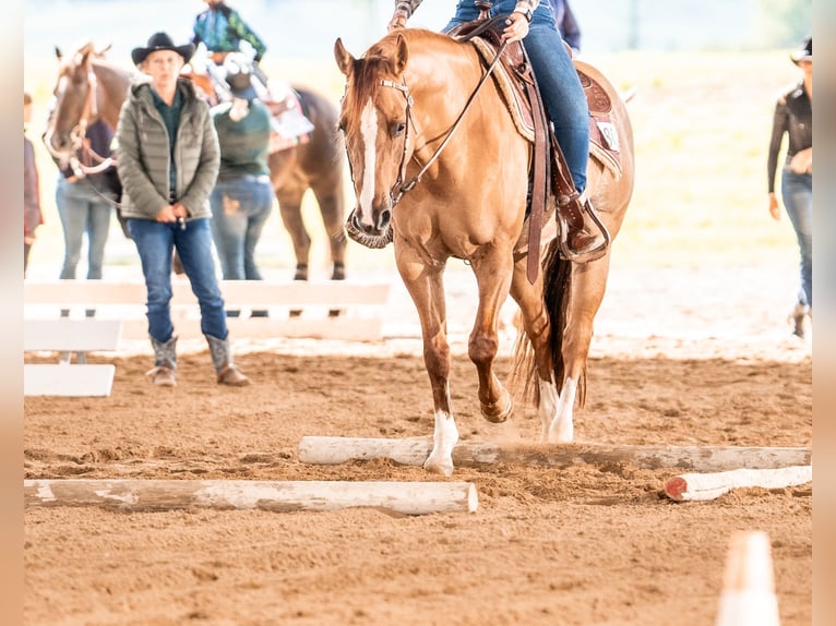 American Quarter Horse Gelding 10 years 15,1 hh Red Dun in Buggingen
