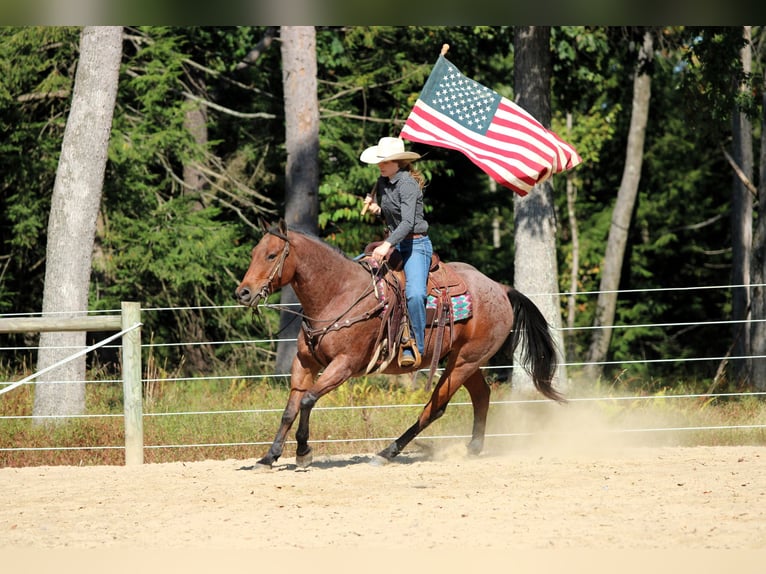 American Quarter Horse Gelding 10 years 15,1 hh Roan-Bay in Clarion