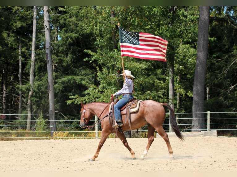 American Quarter Horse Gelding 10 years 15,1 hh Roan-Bay in Clarion
