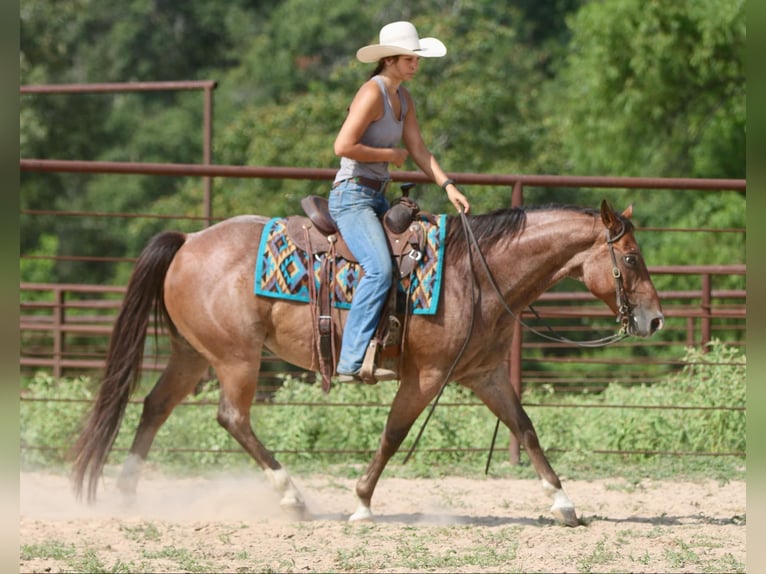 American Quarter Horse Gelding 10 years 15,1 hh Roan-Bay in Athens TX