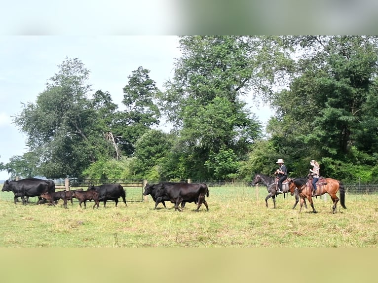 American Quarter Horse Gelding 10 years 15,1 hh Roan-Blue in Rebersburg