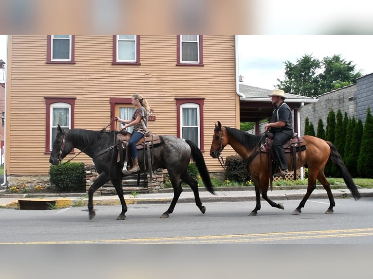 American Quarter Horse Gelding 10 years 15,1 hh Roan-Blue in Rebersburg