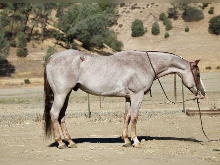 American Quarter Horse Gelding 10 years 15,1 hh Roan-Red in Paicines CA